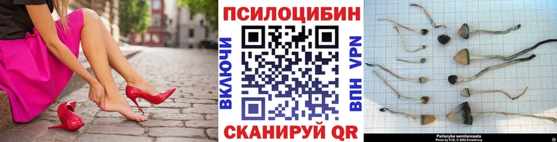 kraken   Геленджик  Псилоцибиновые грибы Psilocybe 
